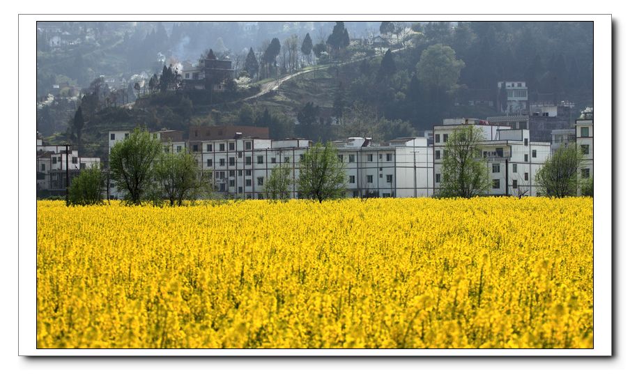 【双沙菜花香摄影图片】泸州古蔺双沙风光旅游摄影_一字浅近_太平洋