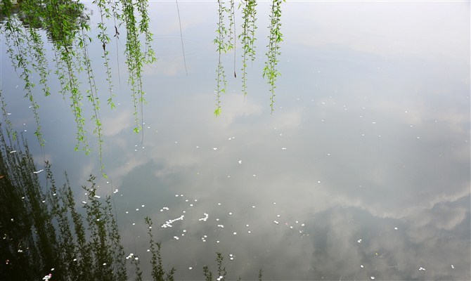 【梨花雨摄影图片】罗江春花秋月生态摄影