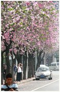 广州人民北路紫荆花