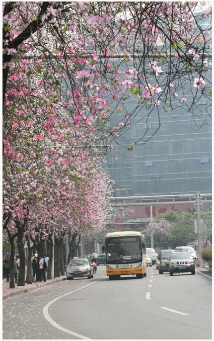 广州人民北路紫荆花