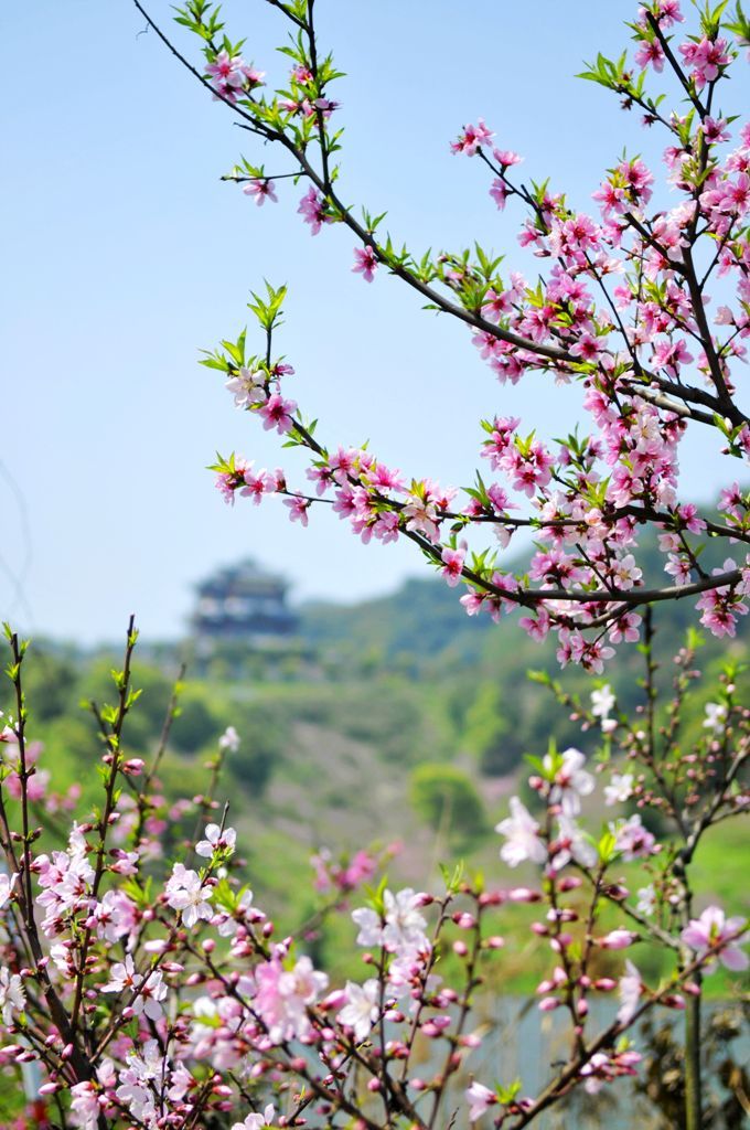 桃花盛开