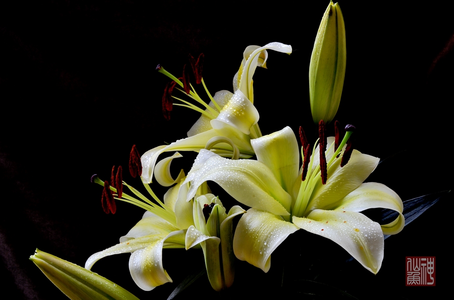 金百合花