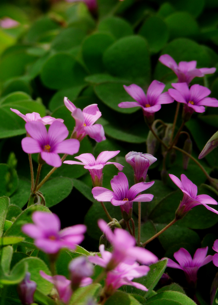 红花柞浆草