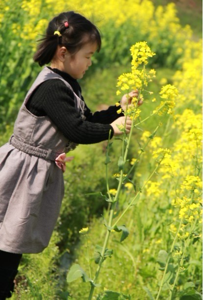 田野里的油菜花