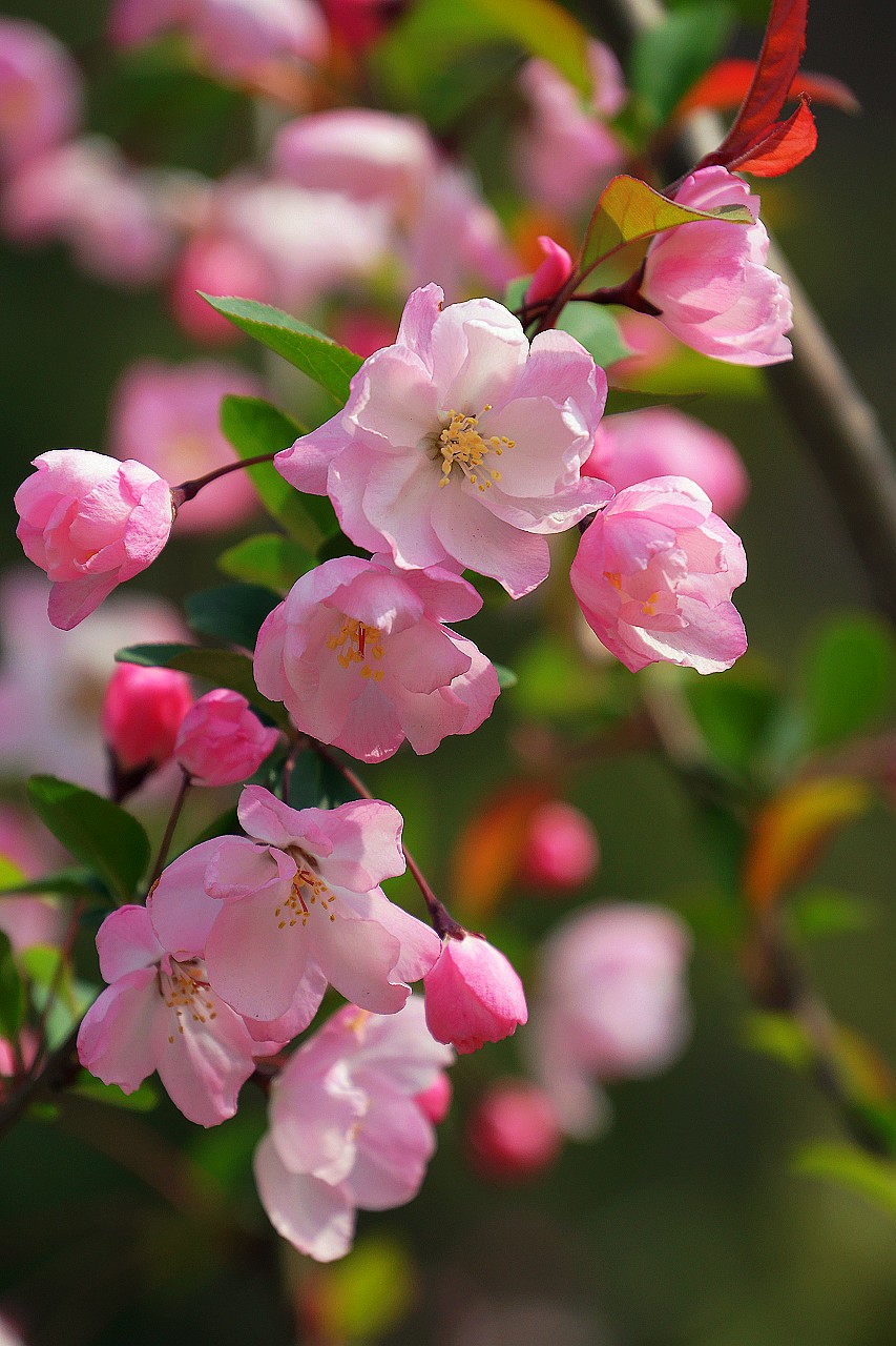 花红柳绿
