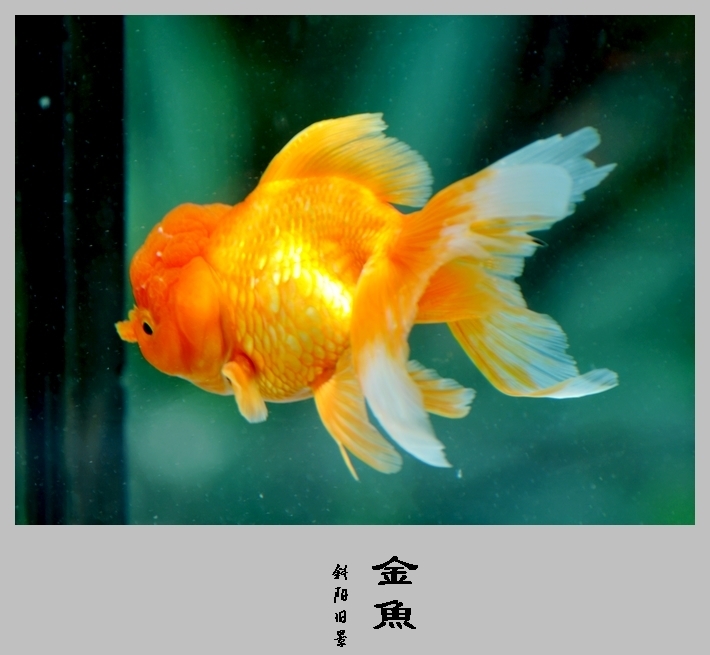 【金鱼摄影图片】广州动物园生态摄影_斜阳旧景_电脑