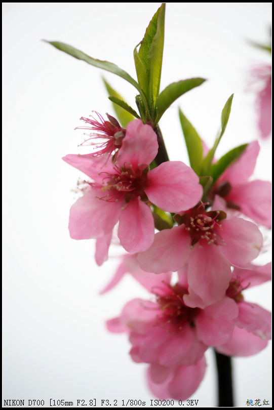 【桃花朵朵开摄影图片】六枝特区桃花公园生态