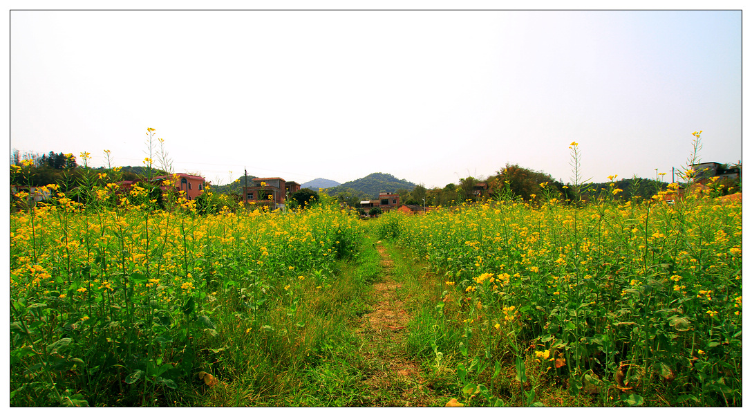 红山村油菜花随拍