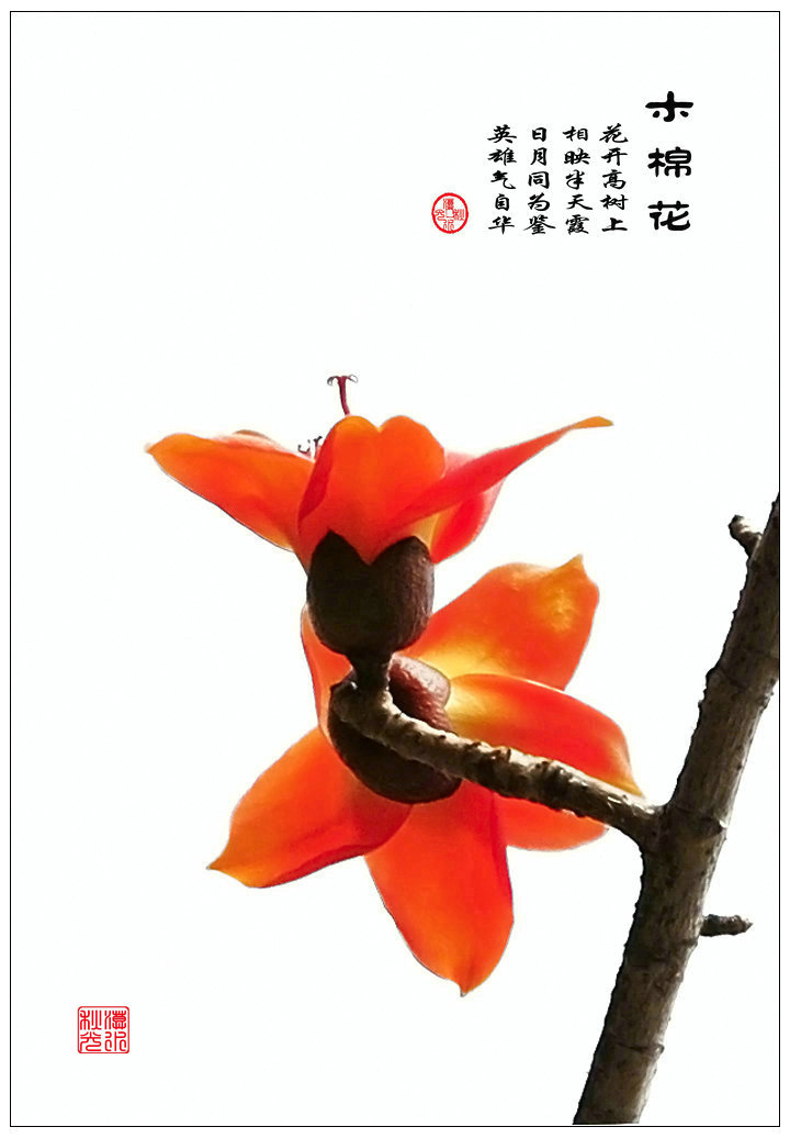 木棉花