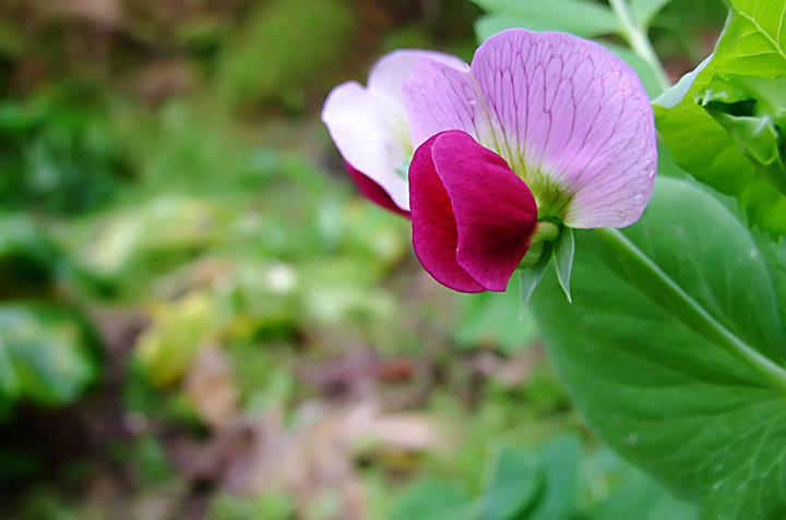 豌豆花