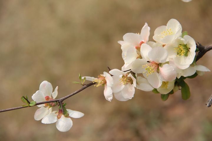 晚春