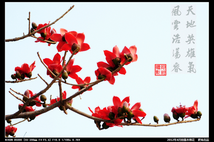 2012年4月木棉花 (共p)