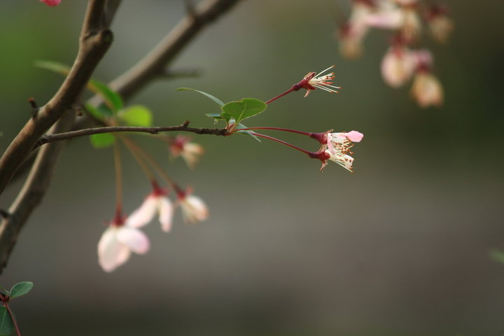 【公园春天*花与鸟摄影图片】上海--和平公园生