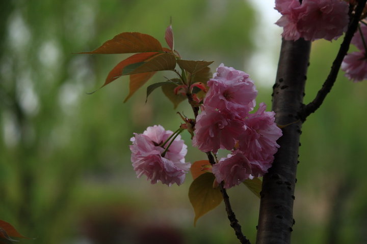 【公园春天*花与鸟摄影图片】上海--和平公园生
