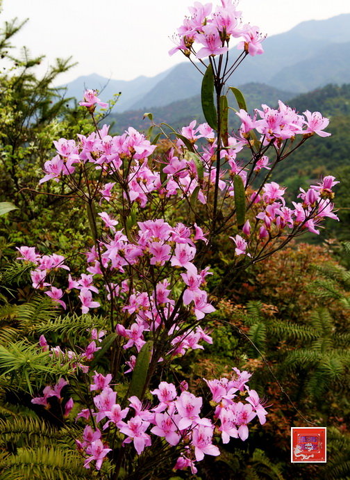 山花烂漫满眼春