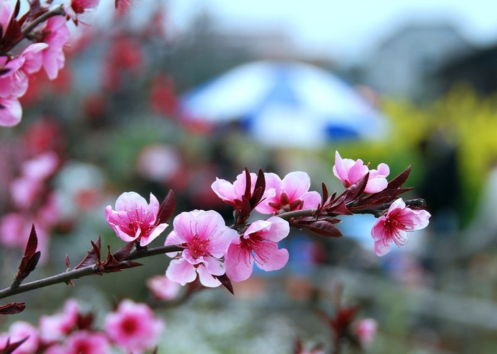 南汇大团桃花节