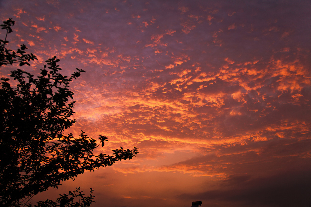 喜见夕阳红