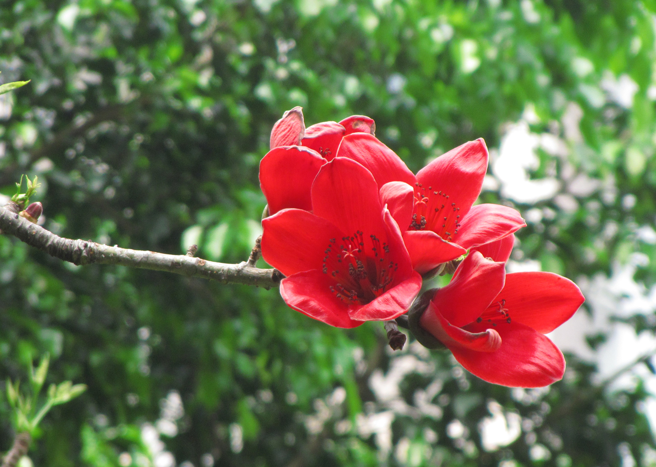 木棉花