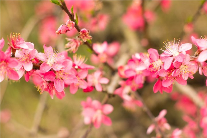 桃花满地