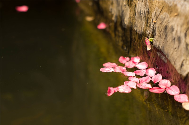 桃花满地