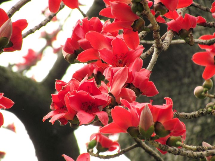【木棉之花摄影图片】广州生态摄影_大浪淘沙摄影_网