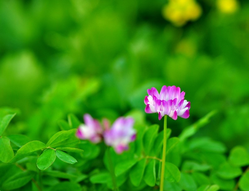 紫芸英花