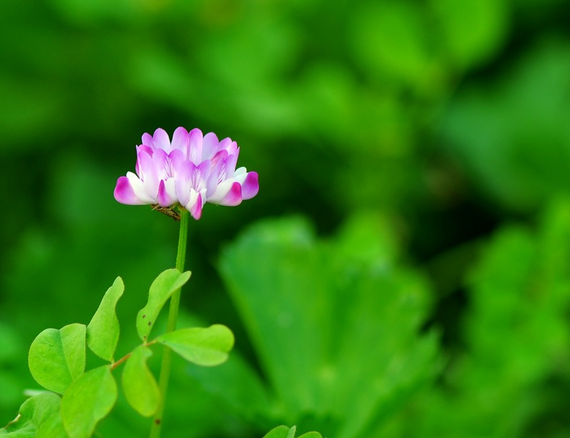 紫芸英花