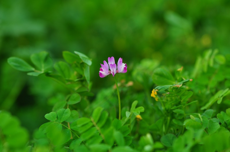 紫芸英花