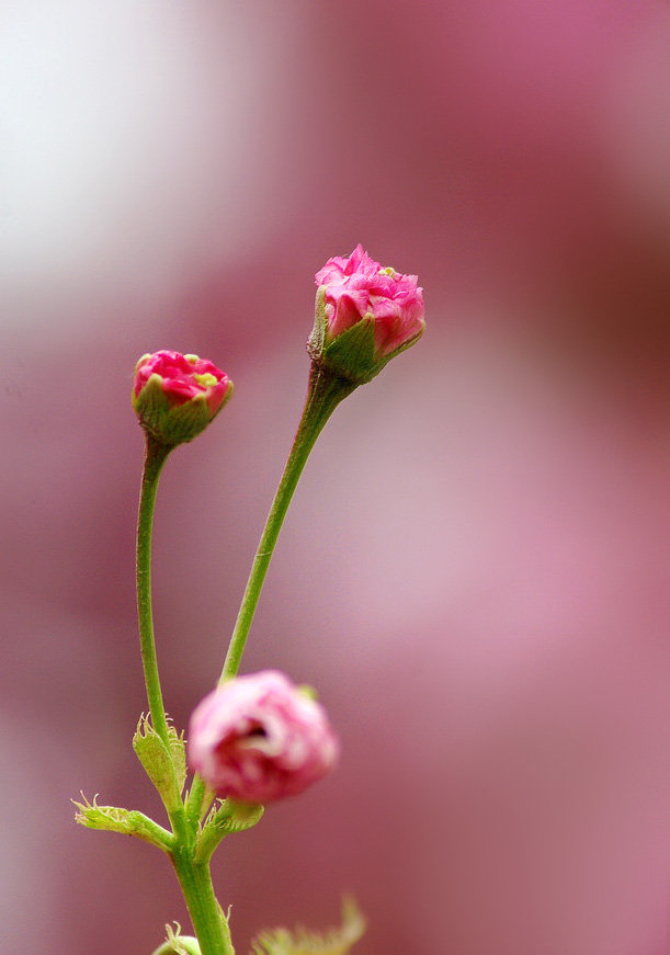 一组春花