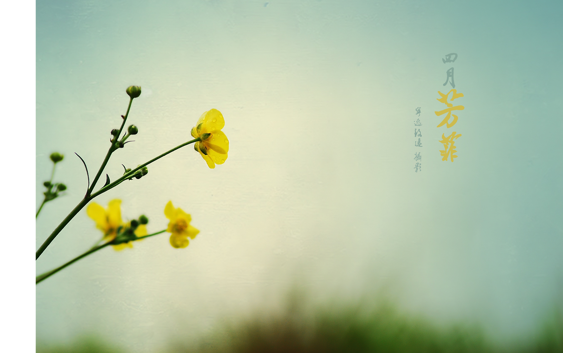 四月芳菲