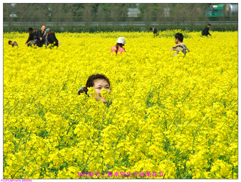 庄行油菜花