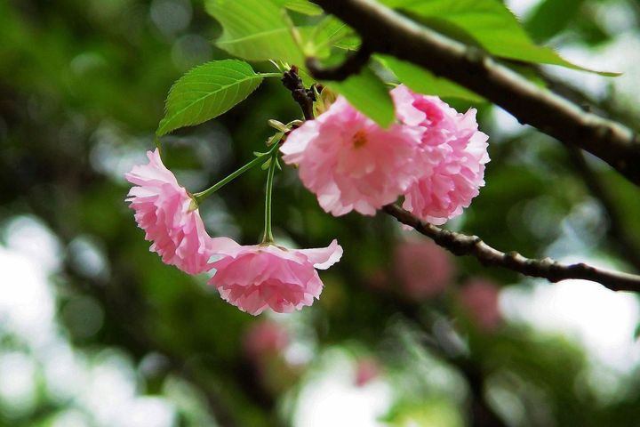 雨后樱花