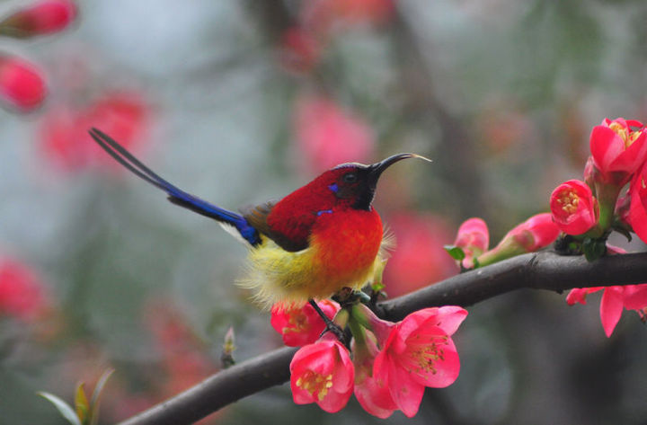 【蓝喉太阳鸟摄影图片】柳州河西花卉公园生态