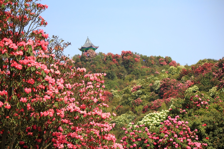 2012贵州百里杜鹃花节