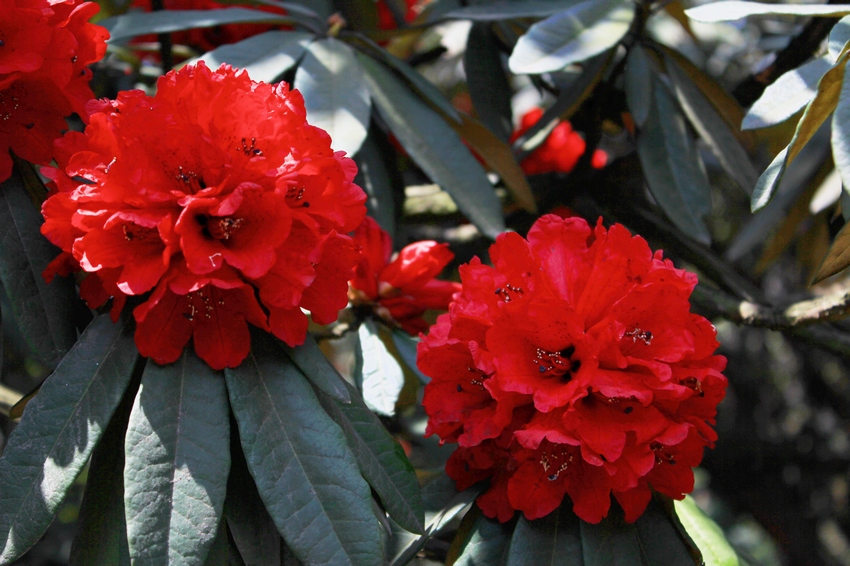 2012贵州百里杜鹃花节