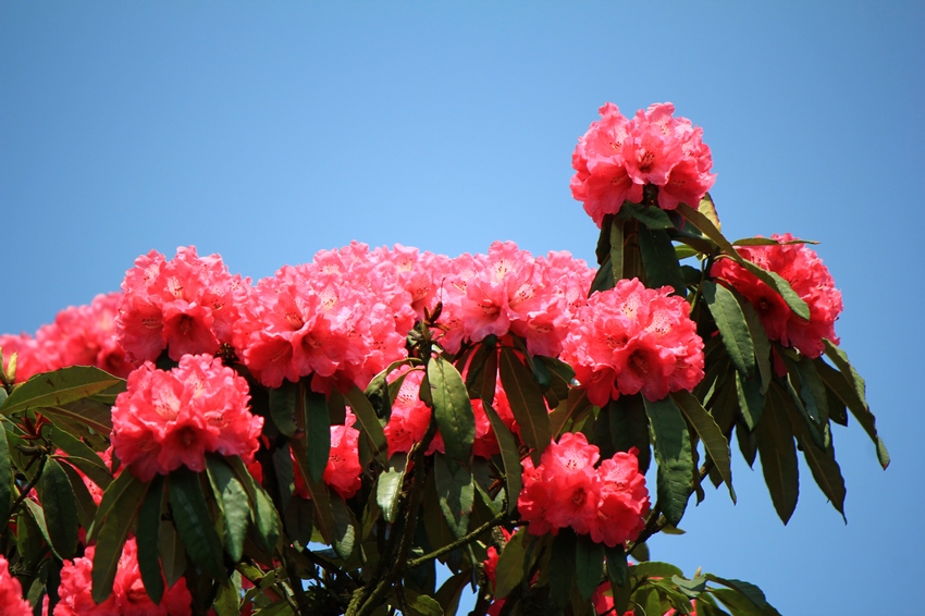 2012贵州百里杜鹃花节