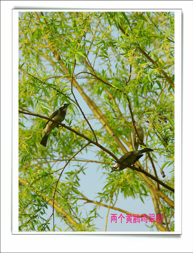 【两个黄鹂鸣翠柳摄影图片】西安丰庆公园生态