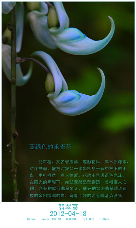 蓝绿色禾雀花翡翠葛