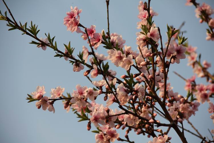 "淘金"系列二(山水花草)