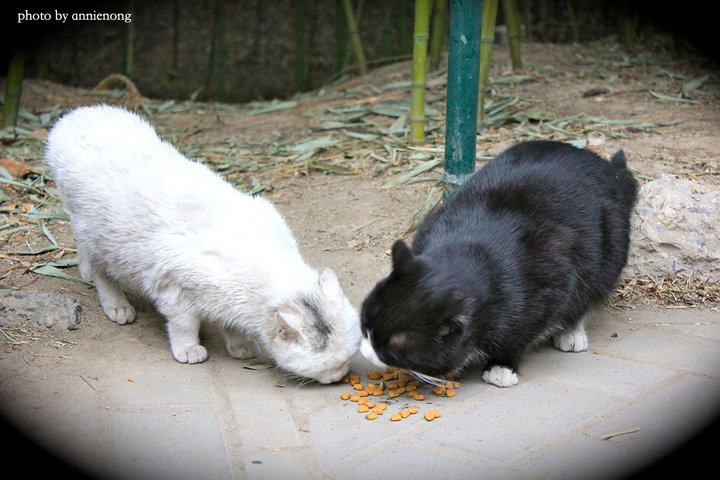 【紫竹院公园的黑猫与白猫摄影图片】紫竹院公
