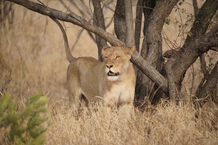 【非洲狮摄影图片】南非太阳城生态摄影
