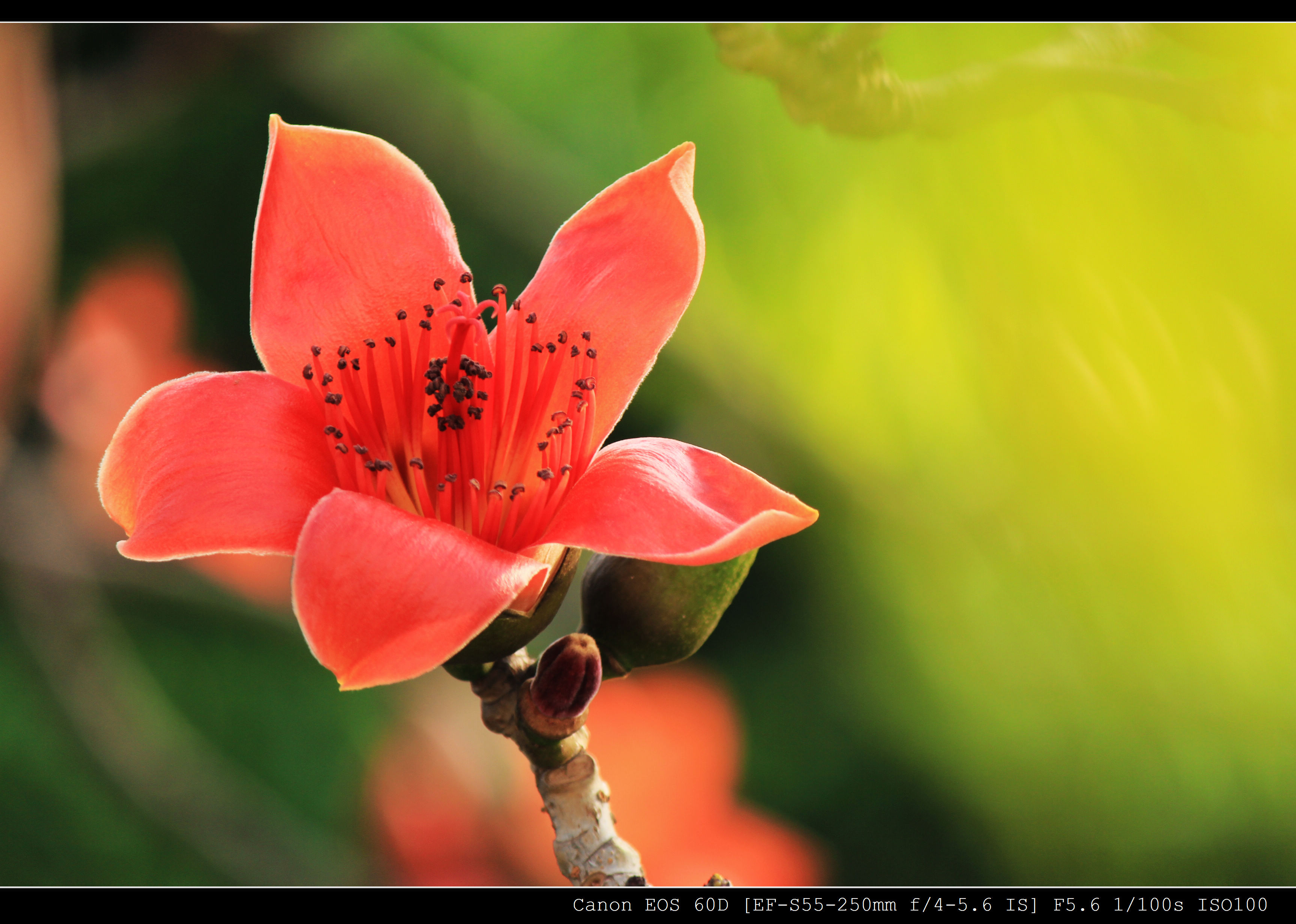 木棉花