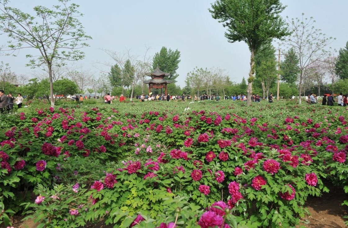 4月21日河南三门峡市牡丹园实拍