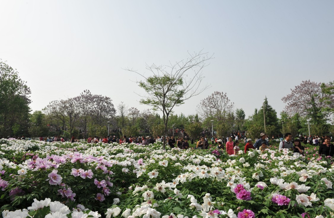 4月21日河南三门峡市牡丹园实拍