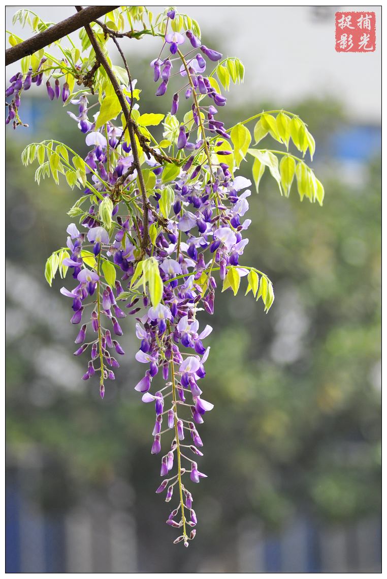 香风吹开紫藤花