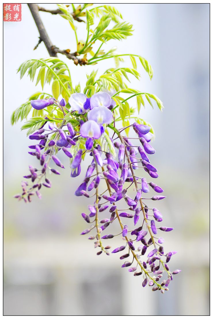 香风吹开紫藤花