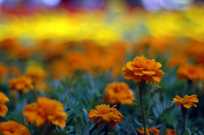 【各种花各种花摄影图片】武汉生态摄影