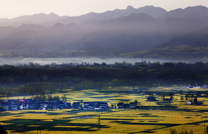 勉县油菜花