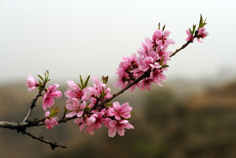 学拍桃花