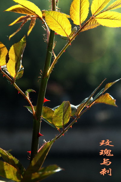 玫瑰刺